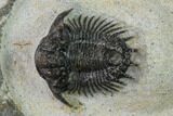 Acanthopyge (Lobopyge) Trilobite - Issoumour, Morocco #154340-1
